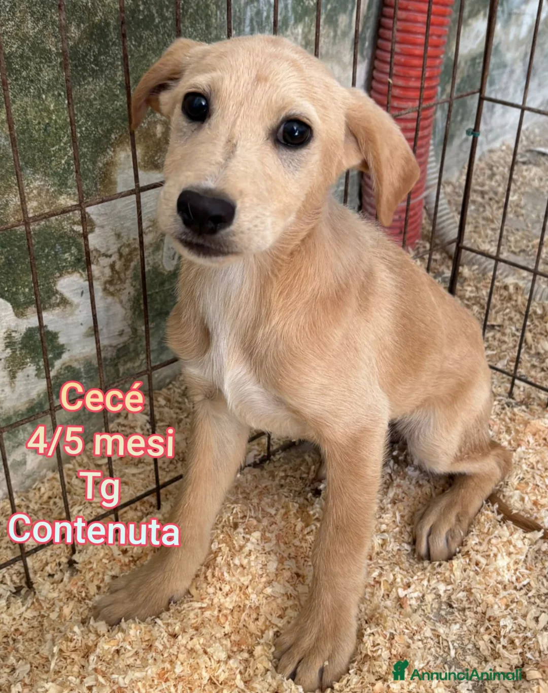 Meticcio cani in regalo: CUCCIOLI IN CERCA DI CASA a Provincia di Prato - Annuncio 9