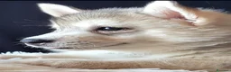 Husky cani in vendita: SIBERIAN HUSKY CUCCIOLATA CON PEDIGREE  - Annuncio 5
