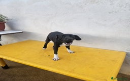 Meticcio cani in regalo: Beatrice: cucciolotta taglia contenuta socievole  a Città Metropolitana di Genova - Immagine 23