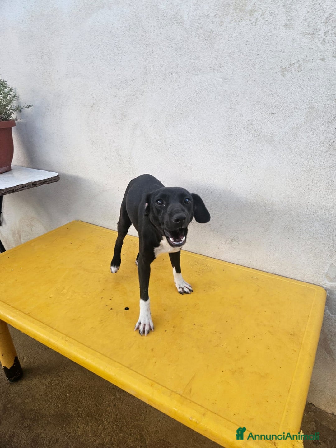 Meticcio cani in regalo: Beatrice: cucciolotta taglia contenuta socievole  a Città Metropolitana di Genova - Immagine 23