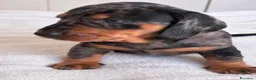Bassotto cani in vendita: bassottina arlecchino  - Annuncio 6