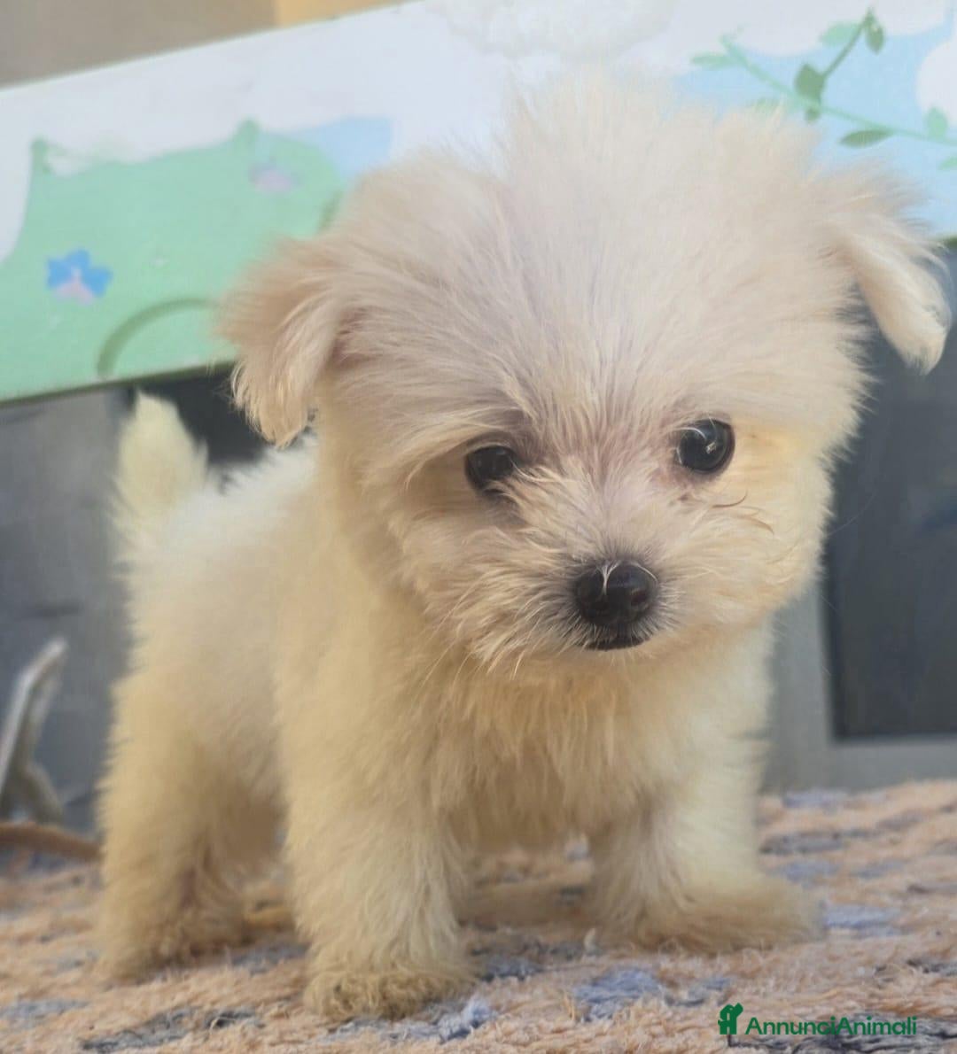 Maltese cani Maltese  - Annuncio 15