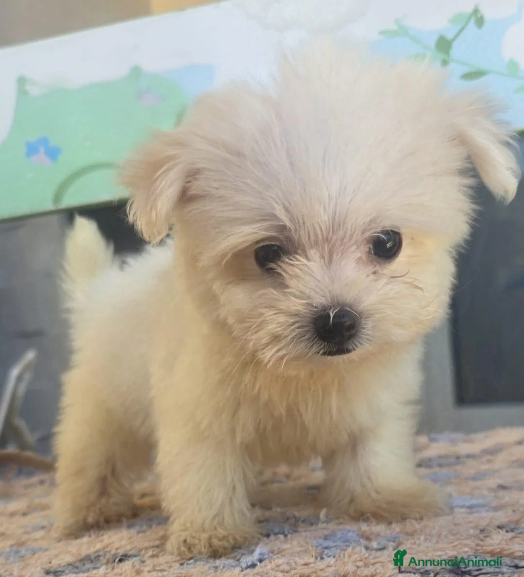 Maltese cani in vendita: Maltese  - Annuncio 1