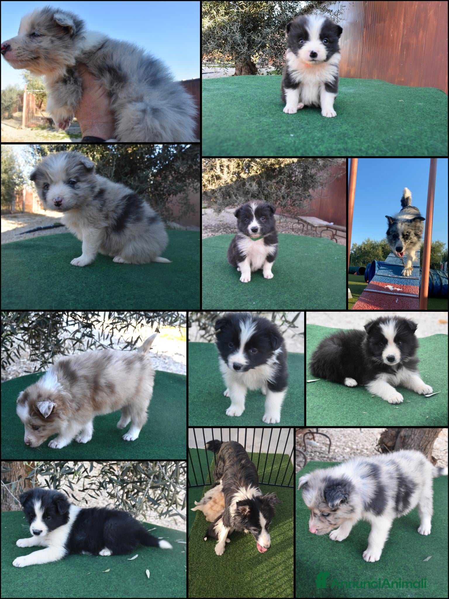 Border Collie cani Cuccioli di border collie - Annuncio 1
