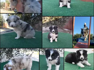 Border Collie cani Cuccioli di border collie - Annuncio 6