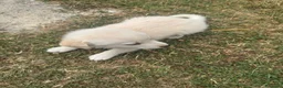Meticcio cani in regalo: Cuccioli cercano casa a Provincia di Avellino - Annuncio 5