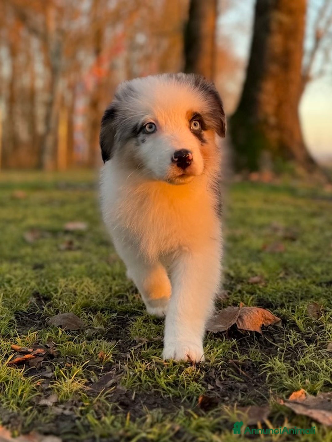 Australian Shepherd cani in vendita: Cucciolo di Australian Shepherd Blue Merle - Annuncio 5