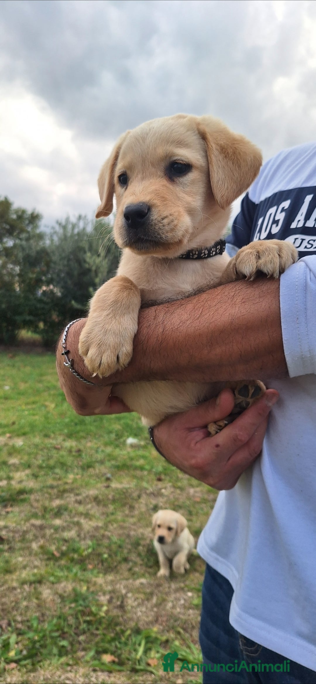 Labrador cani in vendita: Labrador cuccioli con pedigree Enci  - Annuncio 16