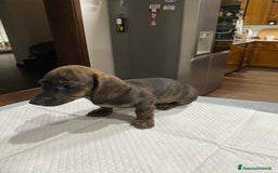 Bassotto cani in vendita: Cuccioli di Bassotto Arlecchino/Macchiati  a Provincia di Vicenza - Immagine 8