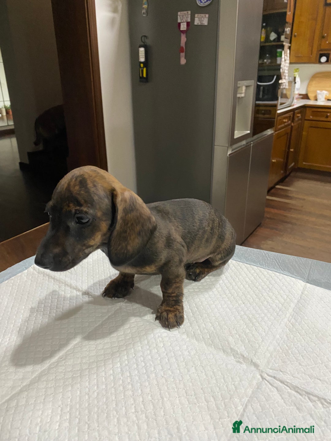 Bassotto cani in vendita: Cuccioli di Bassotto Arlecchino/Macchiati  a Provincia di Vicenza - Immagine 8