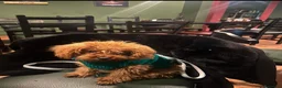 Barboncino Toy cani per accoppiamento: Barboncino mini toy per accoppiamento - Annuncio 6