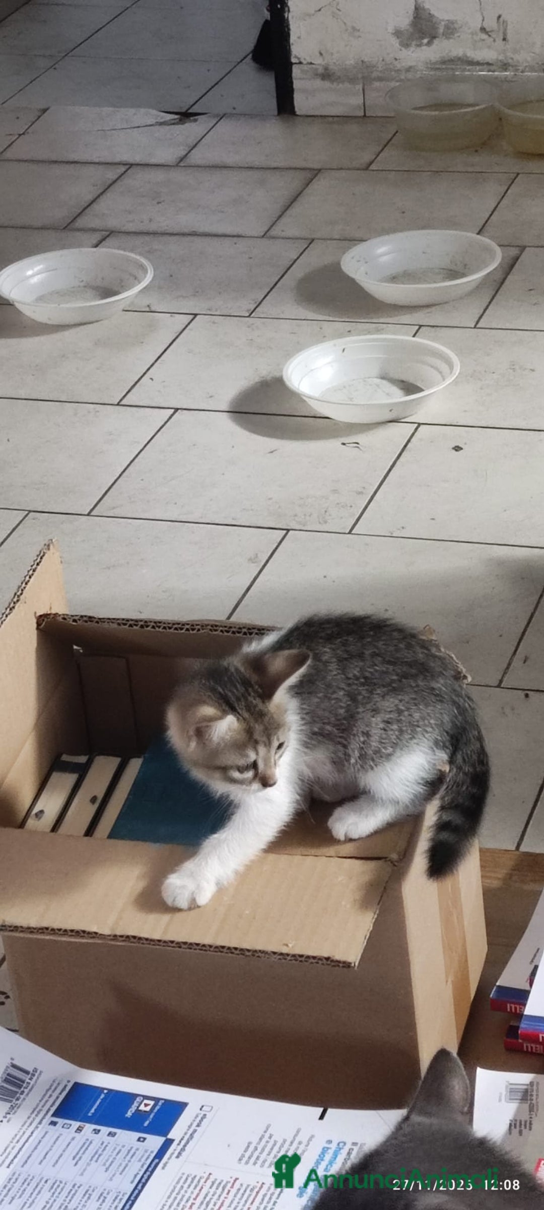 Europeo gatti in regalo: GATTINI CERCANO CASA - Annuncio 7