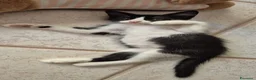 Europeo gatti in regalo: Bunny  a Provincia di Salerno - Annuncio 3