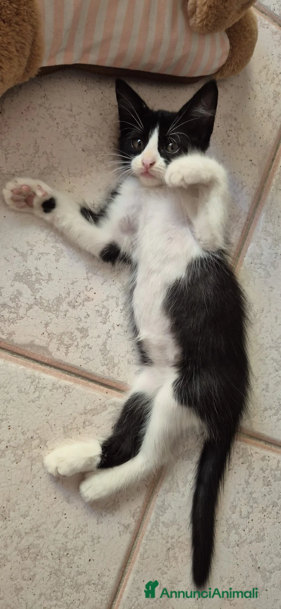 Europeo gatti in regalo: Bunny  a Provincia di Salerno - Annuncio 3