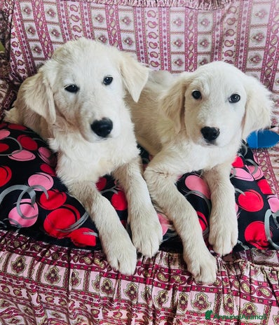 Meticcio cani - Annuncio 1