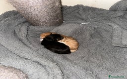 Maine Coon gatti in vendita: Cuccioli di Maine Coon - Immagine 7