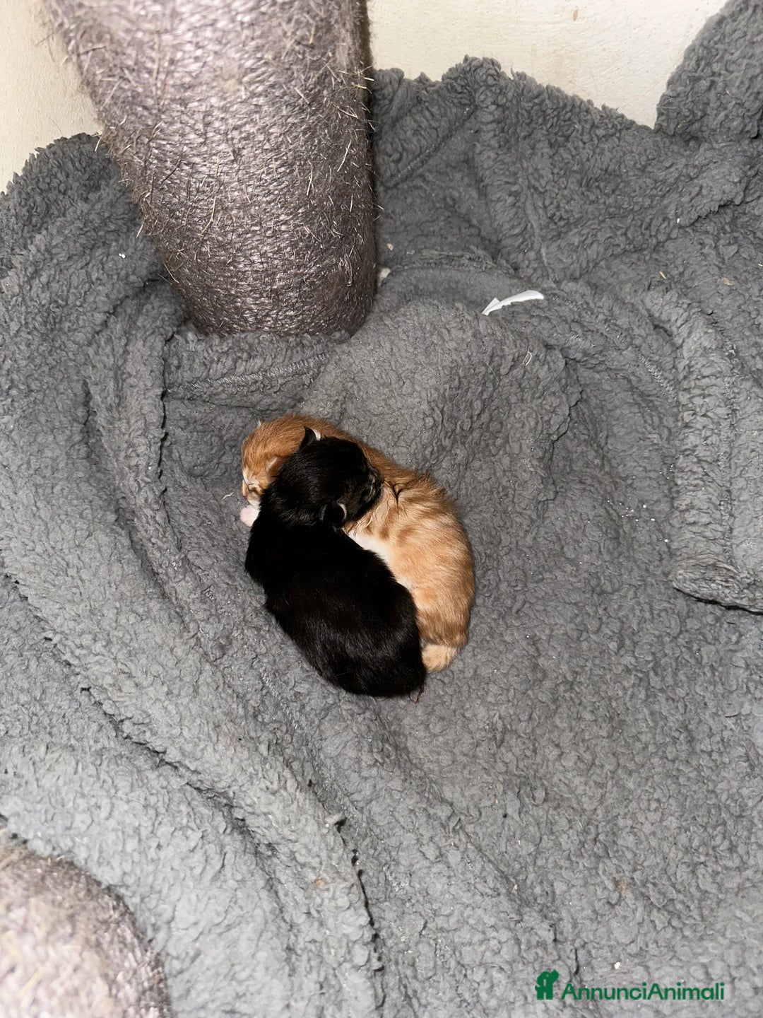 Maine Coon gatti in vendita: Cuccioli di Maine Coon - Immagine 7