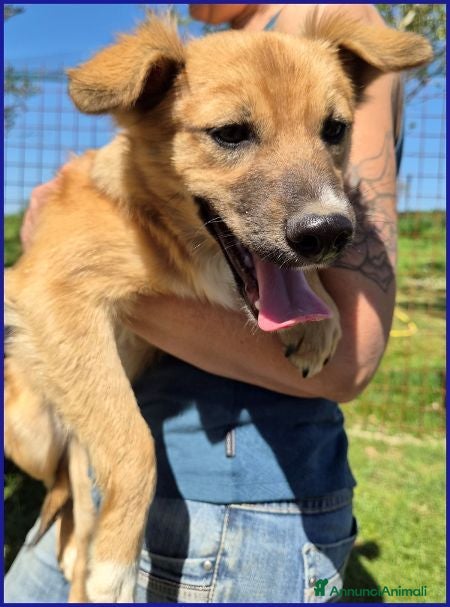 Meticcio cani MIRA dagli occhi dolci una cucciolona - Annuncio 20