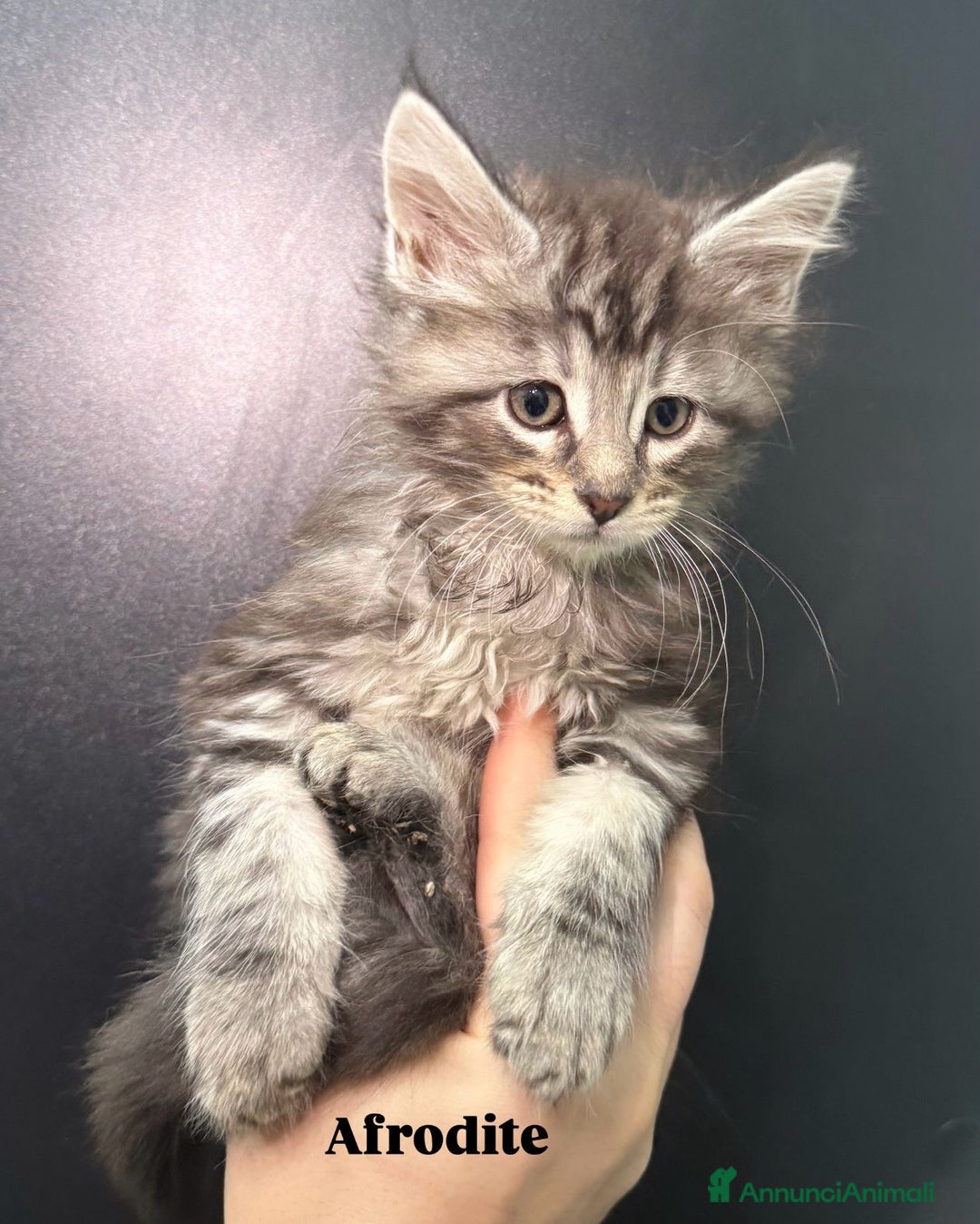 Maine Coon gatti in vendita: Cuccioli di Maine Coon  - Annuncio 6