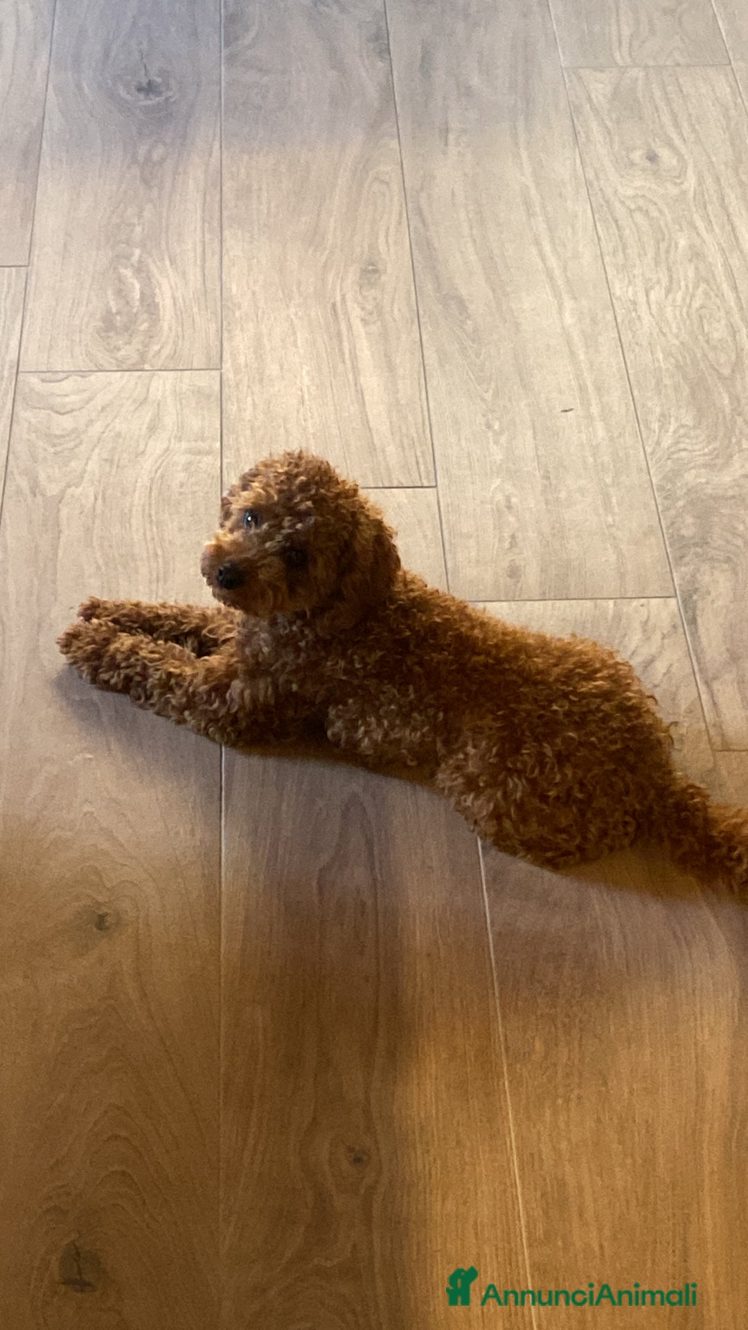 Barboncino Toy cani per accoppiamento: Briggs cerca una barboncina con cui accoppiarsi  - Annuncio 4