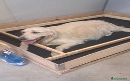 Golden Retriever cani in vendita: Golden retriever  a Provincia di Pavia - Immagine 2