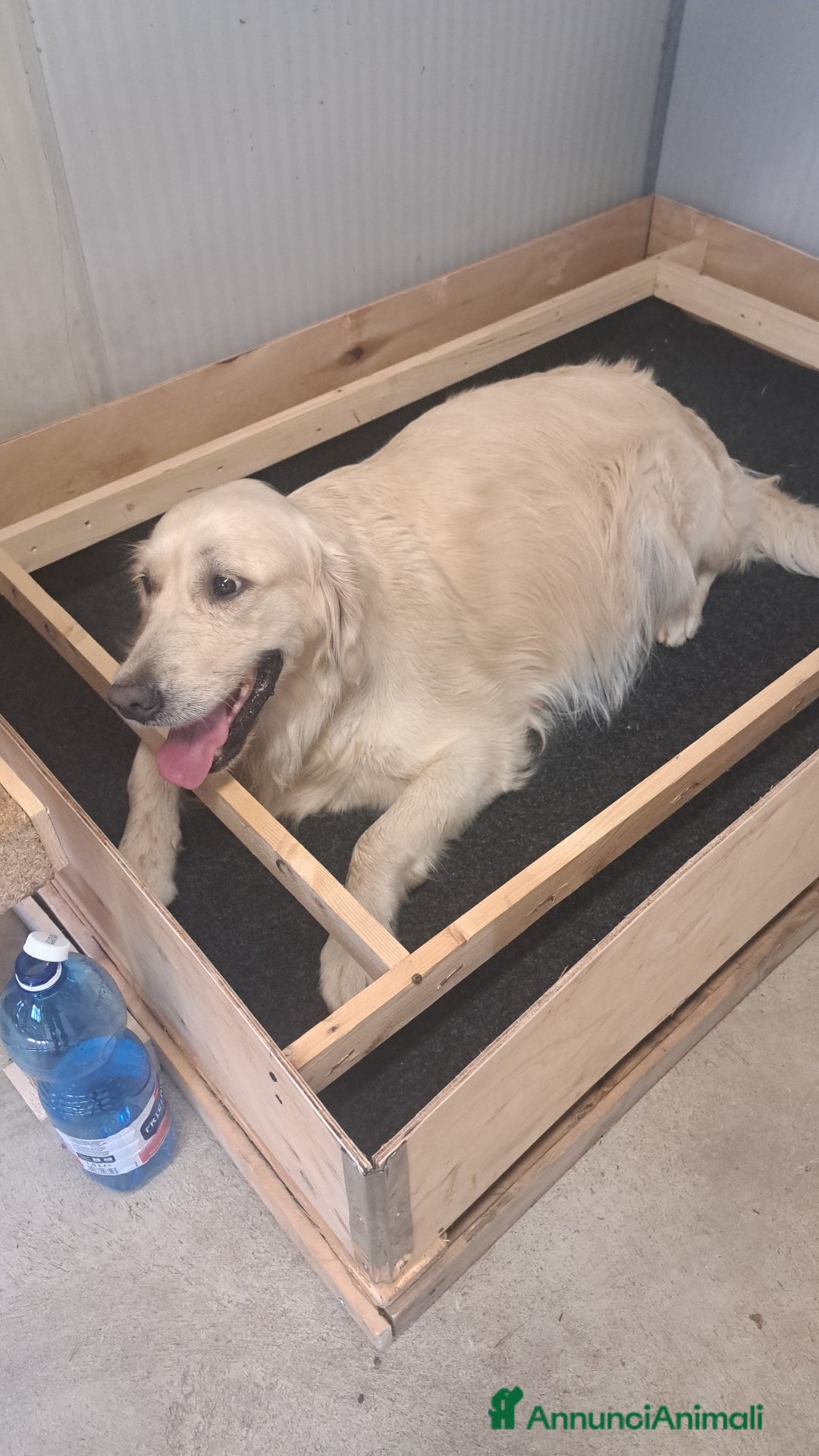 Golden Retriever cani in vendita: Golden retriever  a Provincia di Pavia - Immagine 2