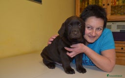 Labrador cani in vendita: Cuccioli Labrador disponibili a Modena | Cucciolo - Immagine 14