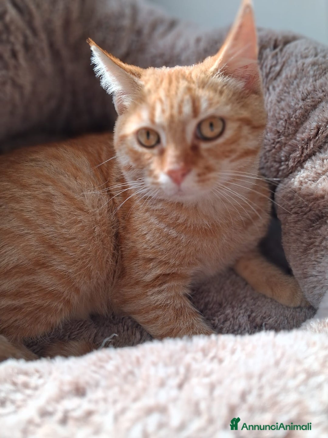 Europeo gatti in regalo: Ma come si può abbandonare tanta dolcezza?🥺💔 - Annuncio 2