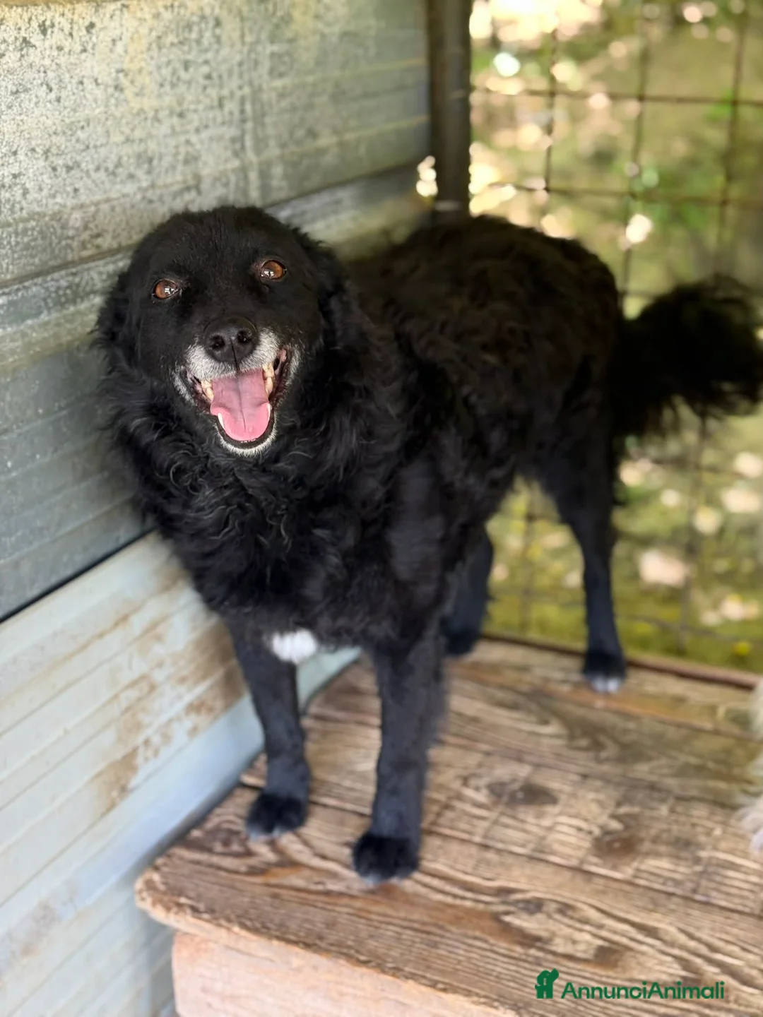 Meticcio cani in regalo: DIOR, cagnolina sorridente cerca amore! - Annuncio 8