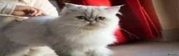 Persiano gatti in vendita: Persiano chincillà - Annuncio 7