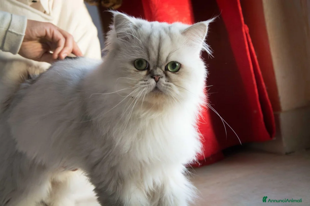 Persiano gatti in vendita: Persiano chincillà - Annuncio 7