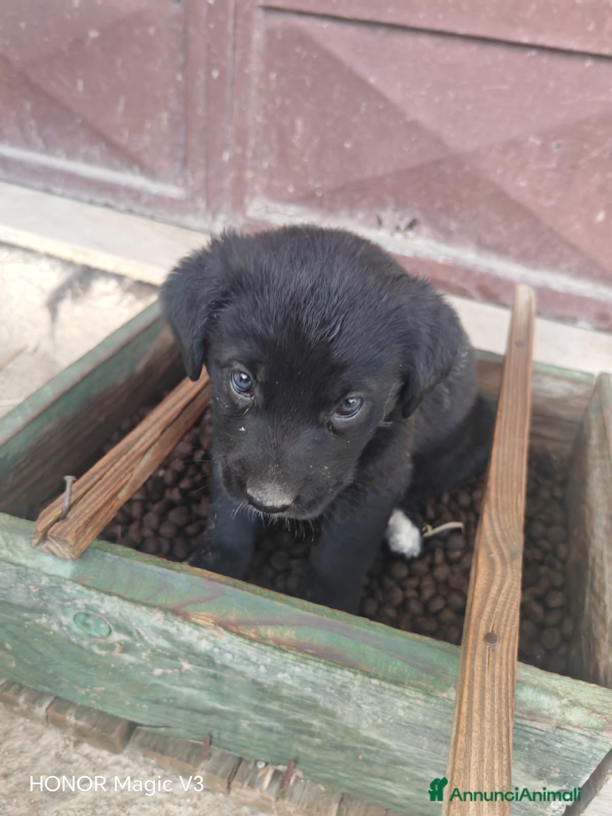 Meticcio cani Cuccioli meticci - Annuncio 29