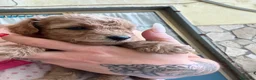 Barboncino cani in vendita: Barboncini maschietti a Provincia di Salerno - Annuncio 8