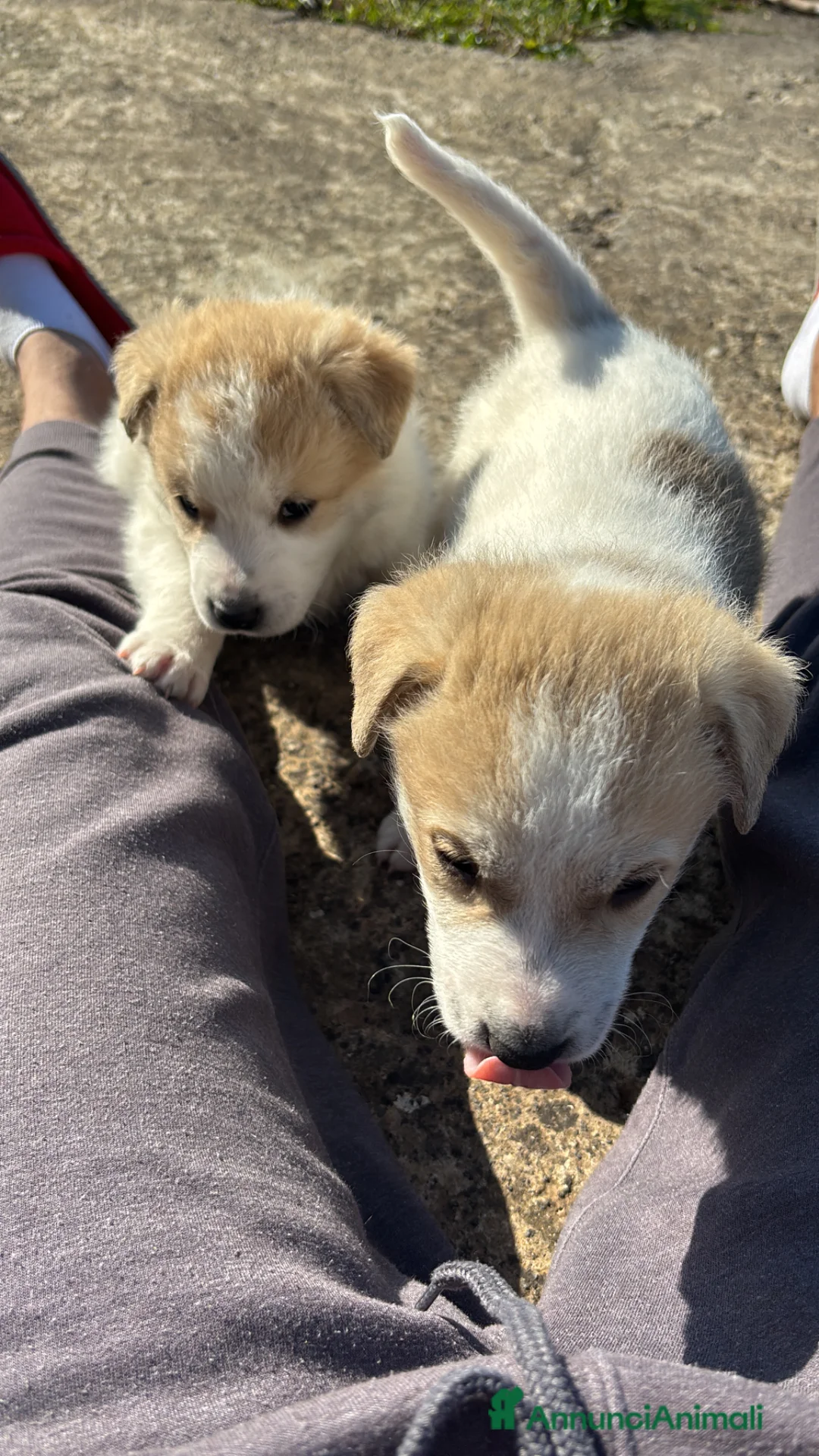 Meticcio cani in regalo: Cuccioli meticci di pastore siciliano cercano casa - Annuncio 2