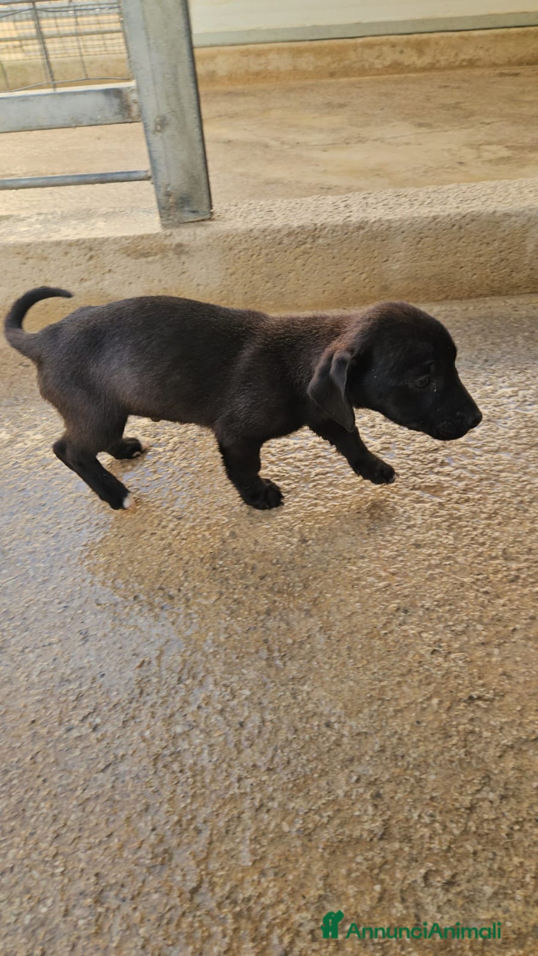 Meticcio cani in regalo: Gelso: 2 mesi taglia piccola  - Annuncio 5