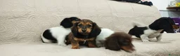 Bassotto cani in vendita: Bassotti tedeschi  - Annuncio 11