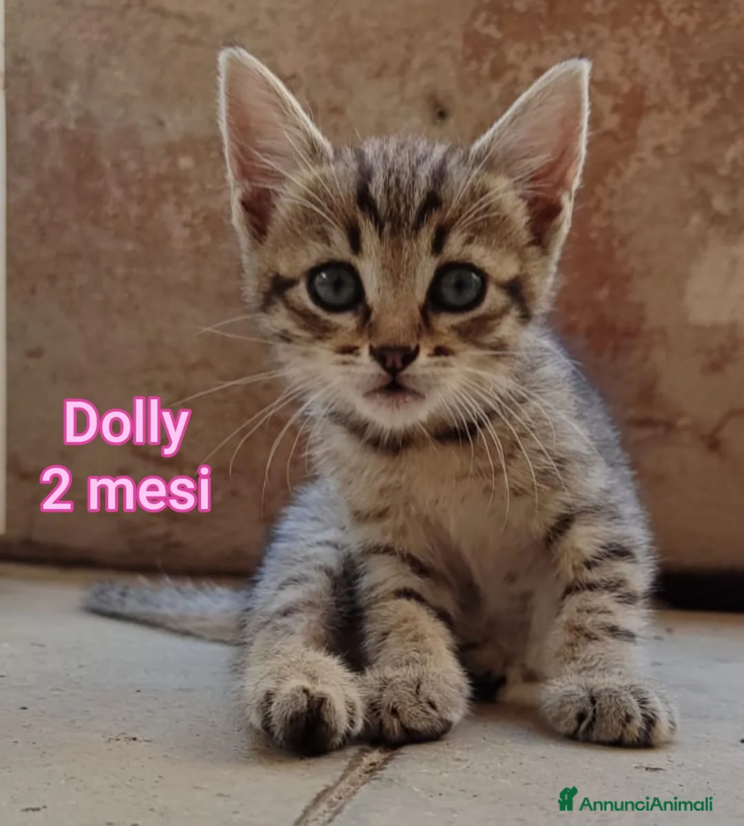 Altre razze gatti in regalo: GATTINI ESCLUSI E SOLI  a Città Metropolitana di Genova - Annuncio 11