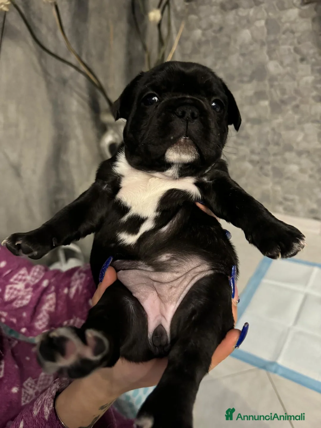 Bulldog Francese cani in vendita: Ultime 2 Bulldog Francesi  - Annuncio 5