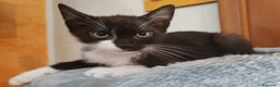 Meticcio gatti in regalo: Margot e Lupin, 2 mesi, mici cercano casa  - Annuncio 4