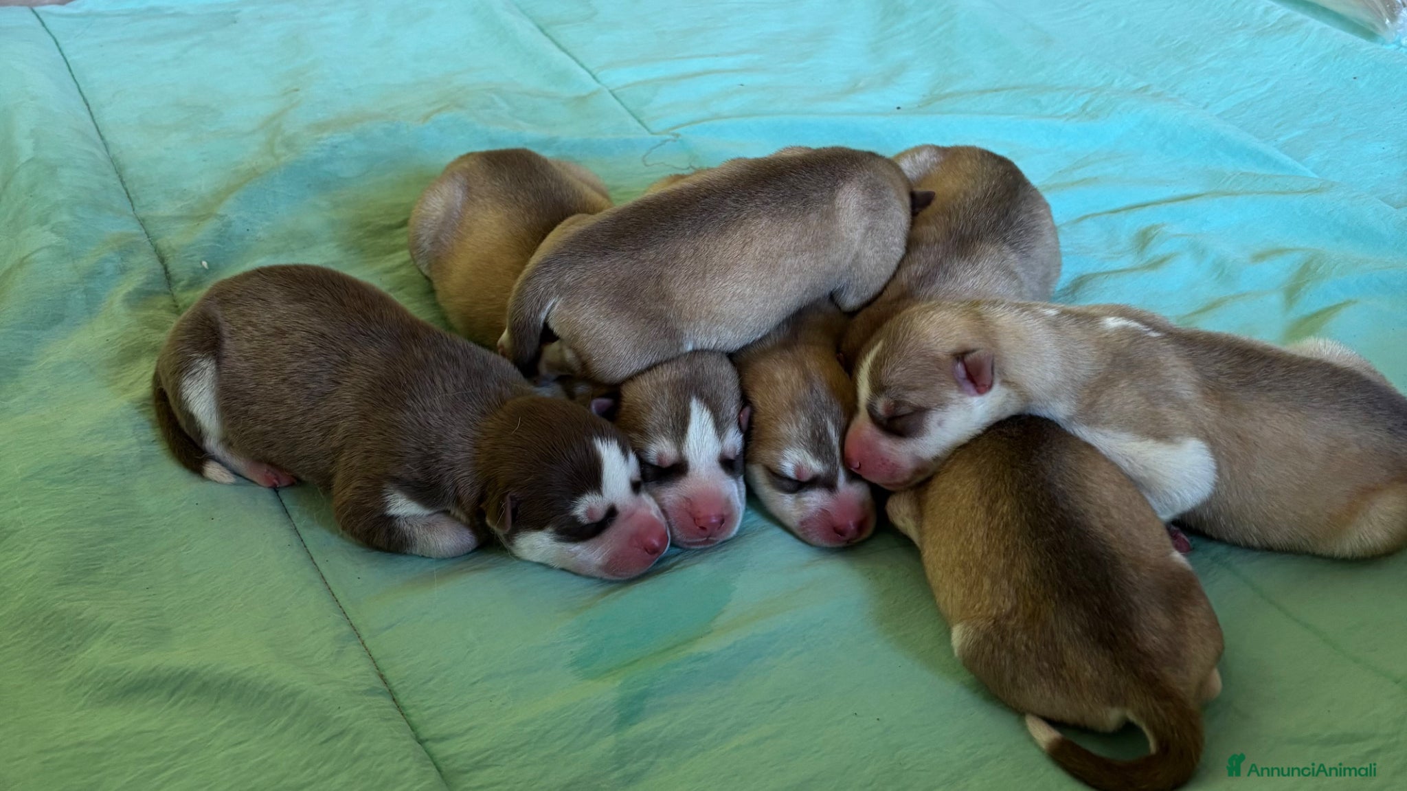 Husky cani Cuccioli di Siberian Husky - Annuncio 13