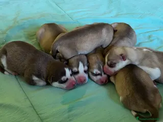 Husky cani Cuccioli di Siberian Husky - Annuncio 1