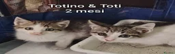 Altre razze gatti in regalo: GATTINI ESCLUSI E SOLI a Città Metropolitana di Genova - Annuncio 10
