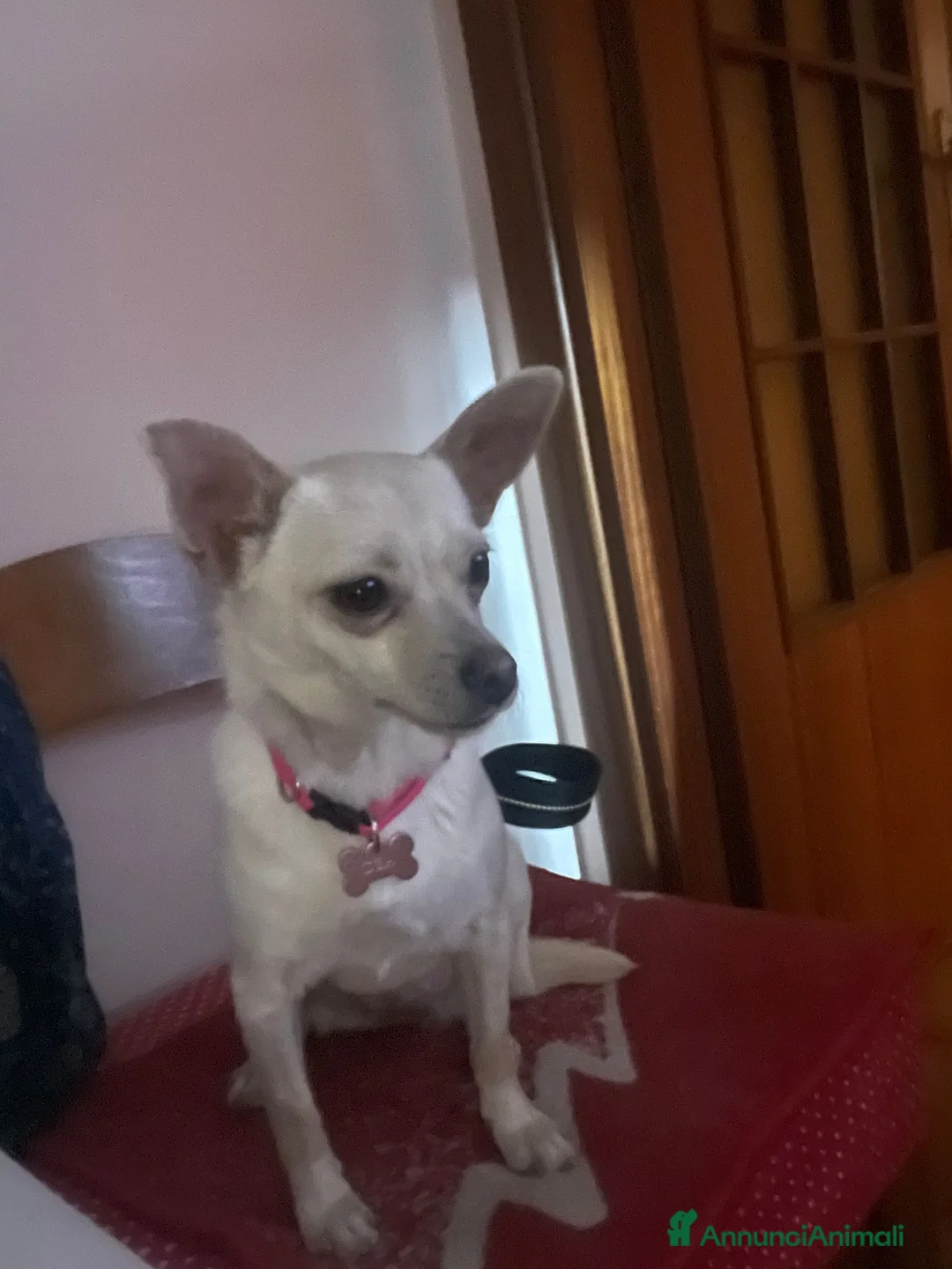 Meticcio cani in regalo: LA PICCOLA DEA a Provincia di Frosinone - Annuncio 2