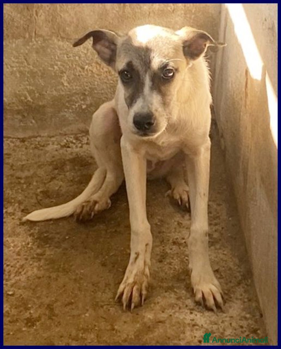 Meticcio cani in regalo: ROMA bella timidina tg contenuta - Annuncio 3