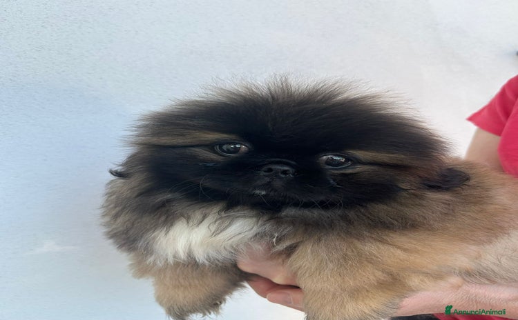 Pechinese cani a Provincia di Vicenza - Annuncio 3
