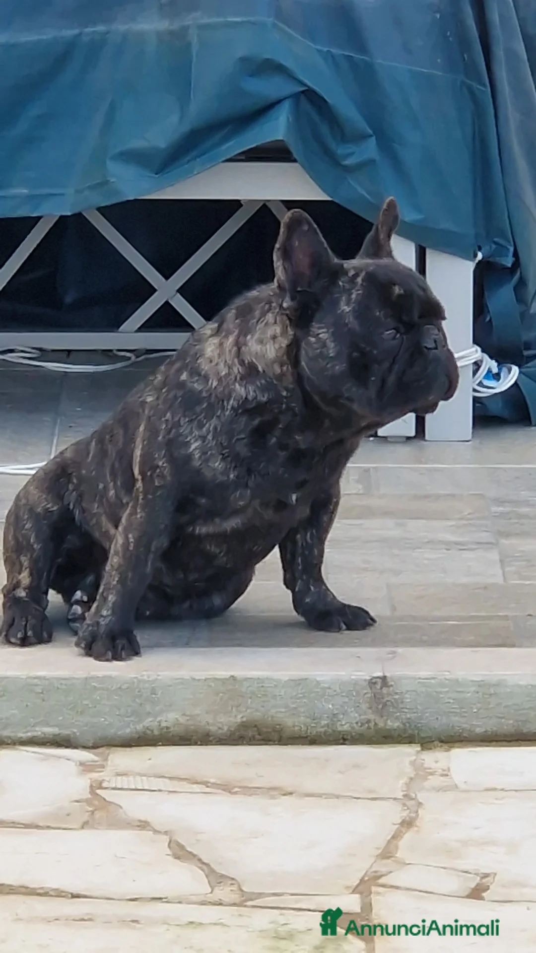 Bulldog Francese cani per accoppiamento: Monta bulldog francese pedigree Enci - Annuncio 3