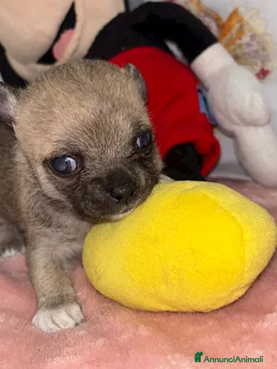 Chihuahua cani in vendita: Chihuahua - Annuncio 5