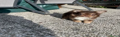 Chihuahua 1