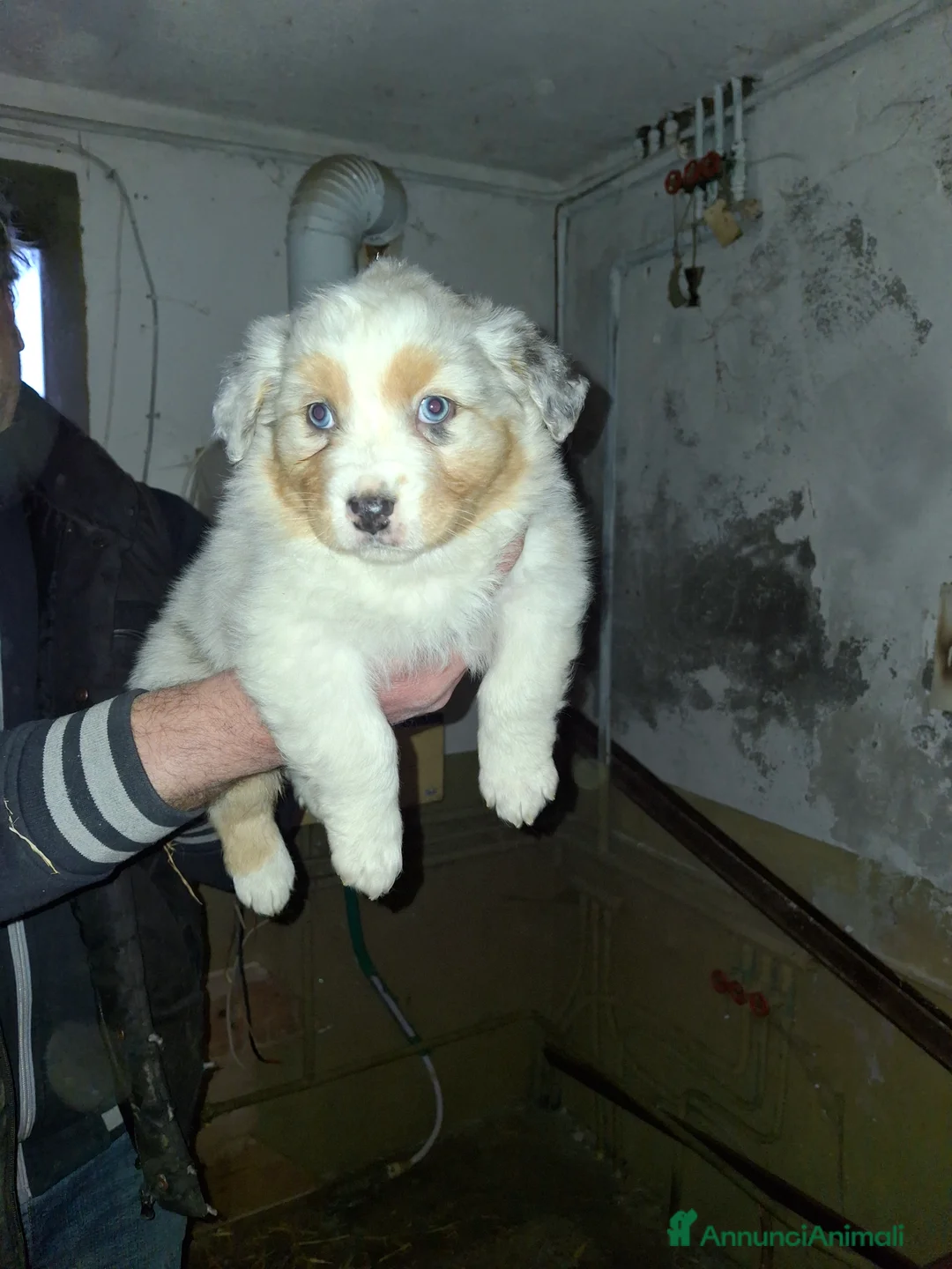 Australian Shepherd cani in vendita: Cedesi cuccioli di australian shepard  - Annuncio 4