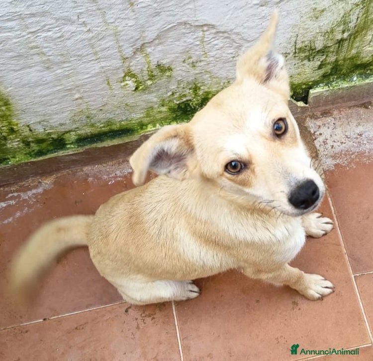 Meticcio cani BRICIOLA TAGLIA PICCOLA  a Provincia di Varese - Annuncio 2